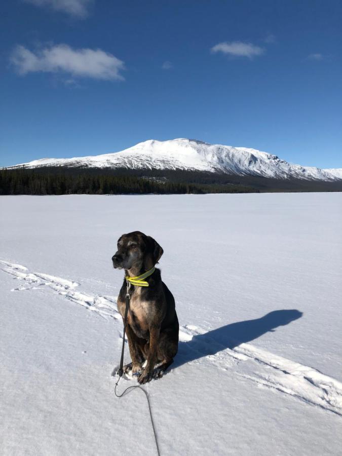 Valagardens Vaerdshus Och Camping Ab Володален Экстерьер фото
